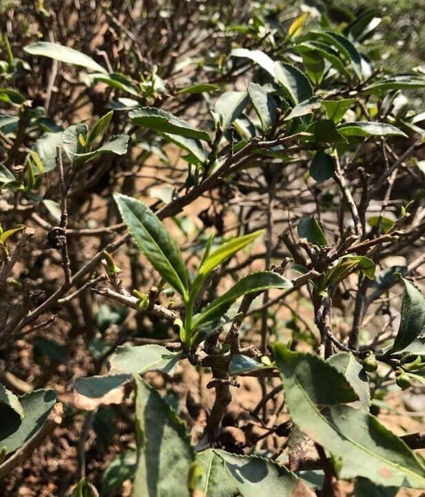本山　中国茶　茶樹　品種