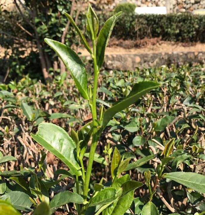 丹桂　中国茶　茶樹　品種