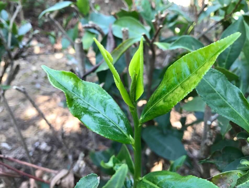 鳳凰水仙　中国茶　茶樹　品種