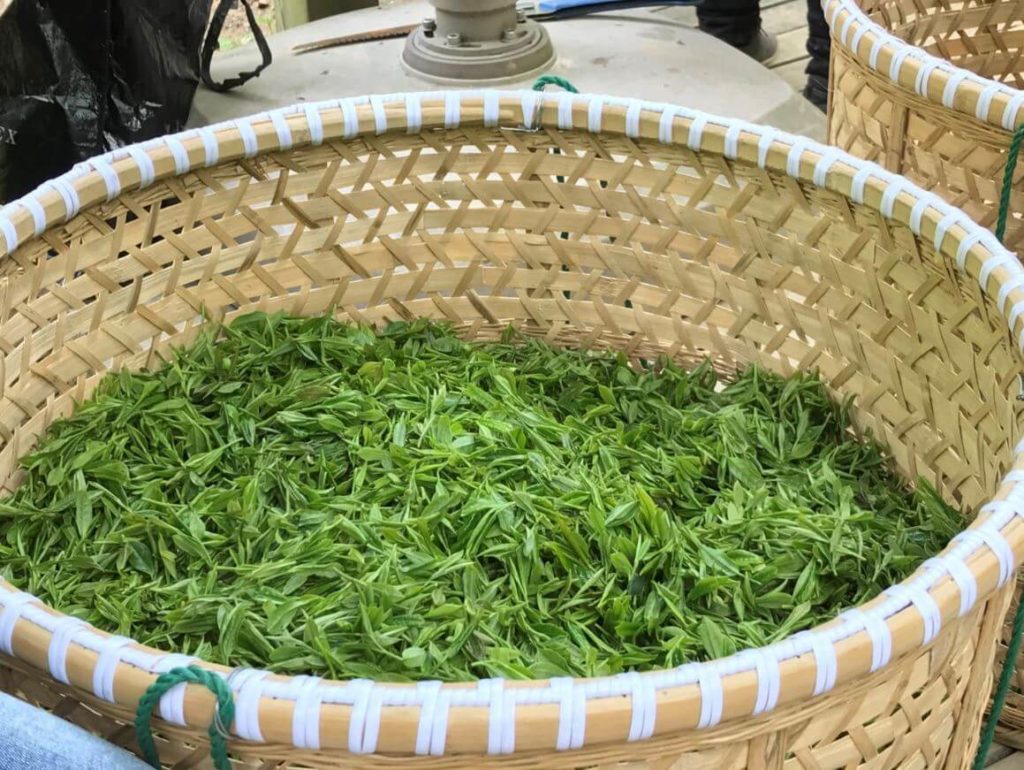 杭州　龍井　茶畑　有機　茶葉