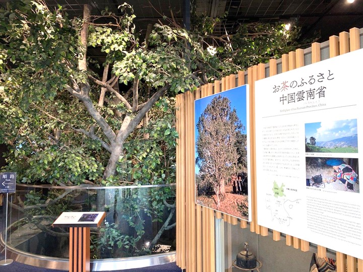 ふじのくに茶の都ミュージアム　静岡県